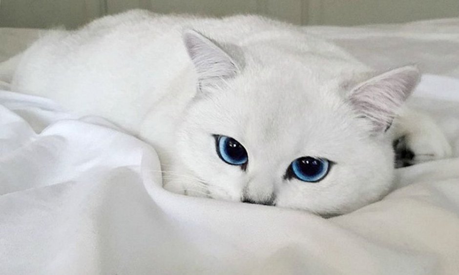 Шиншилла Пойнт Коби