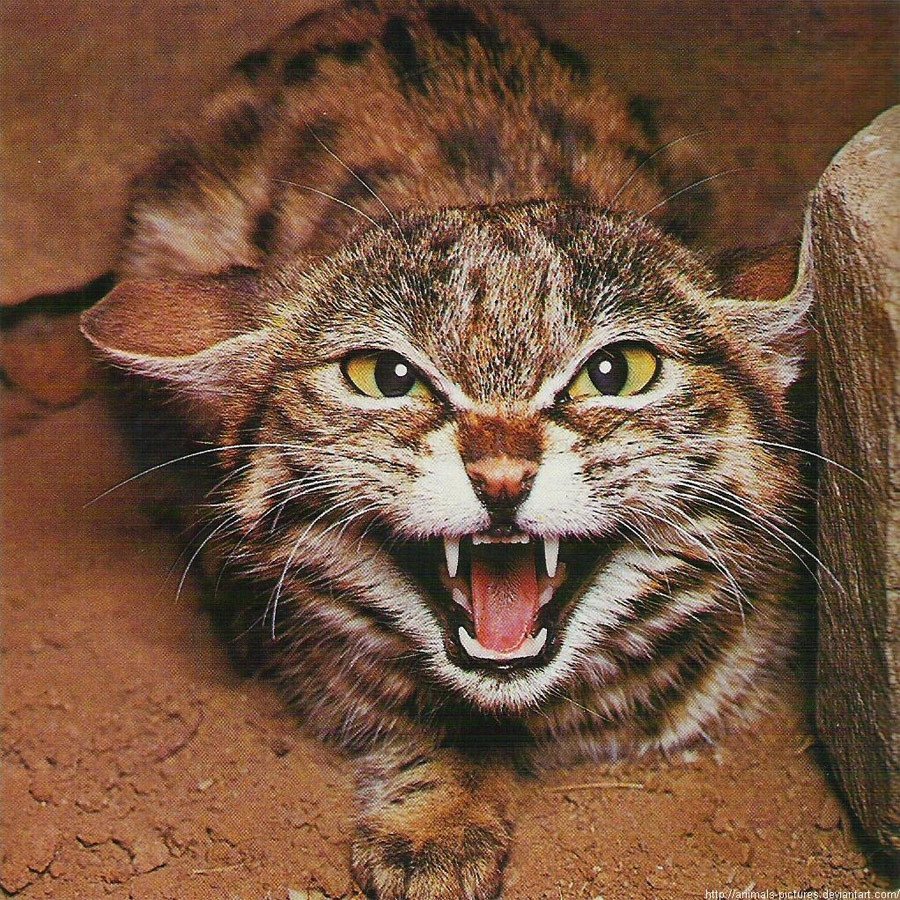 Айлурофобия боязнь кошек