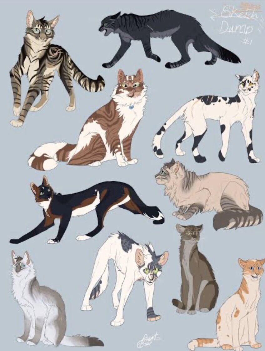 Кошка референс коты Воители