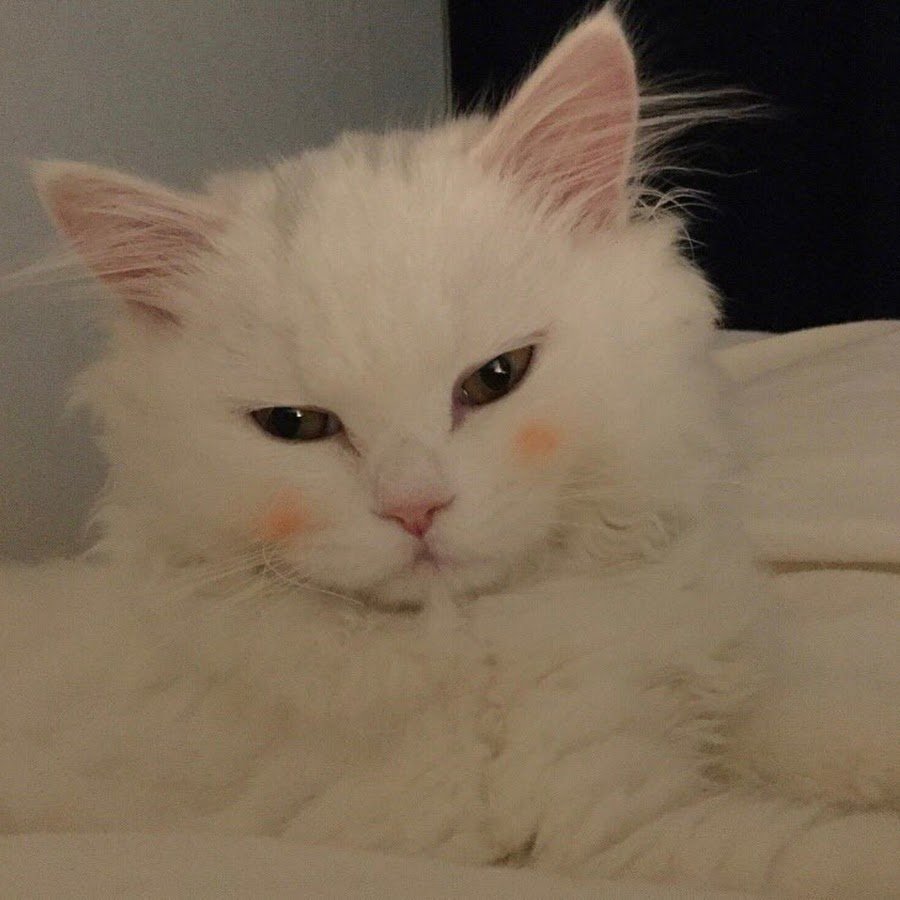 Белый котенок Эстетика