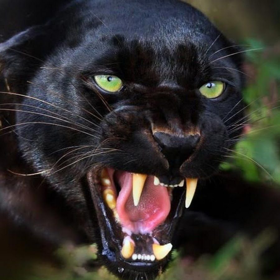 Пума Ягуар пантера