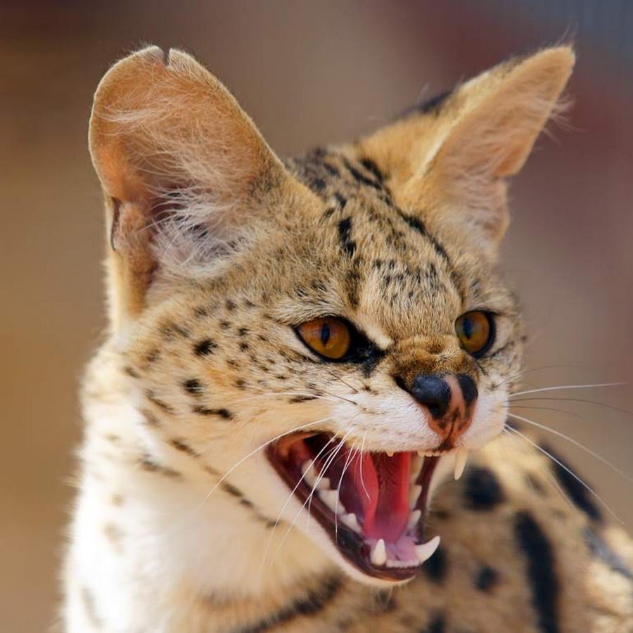 Саванна Ашера кошка злая