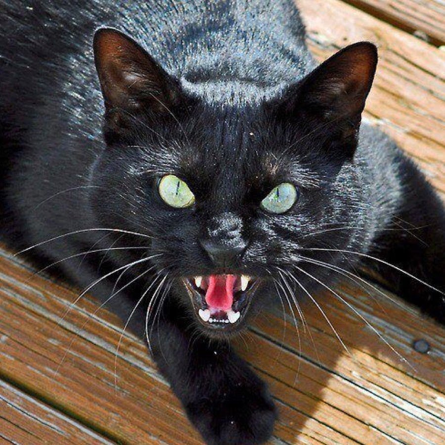 Бомбейская кошка когти