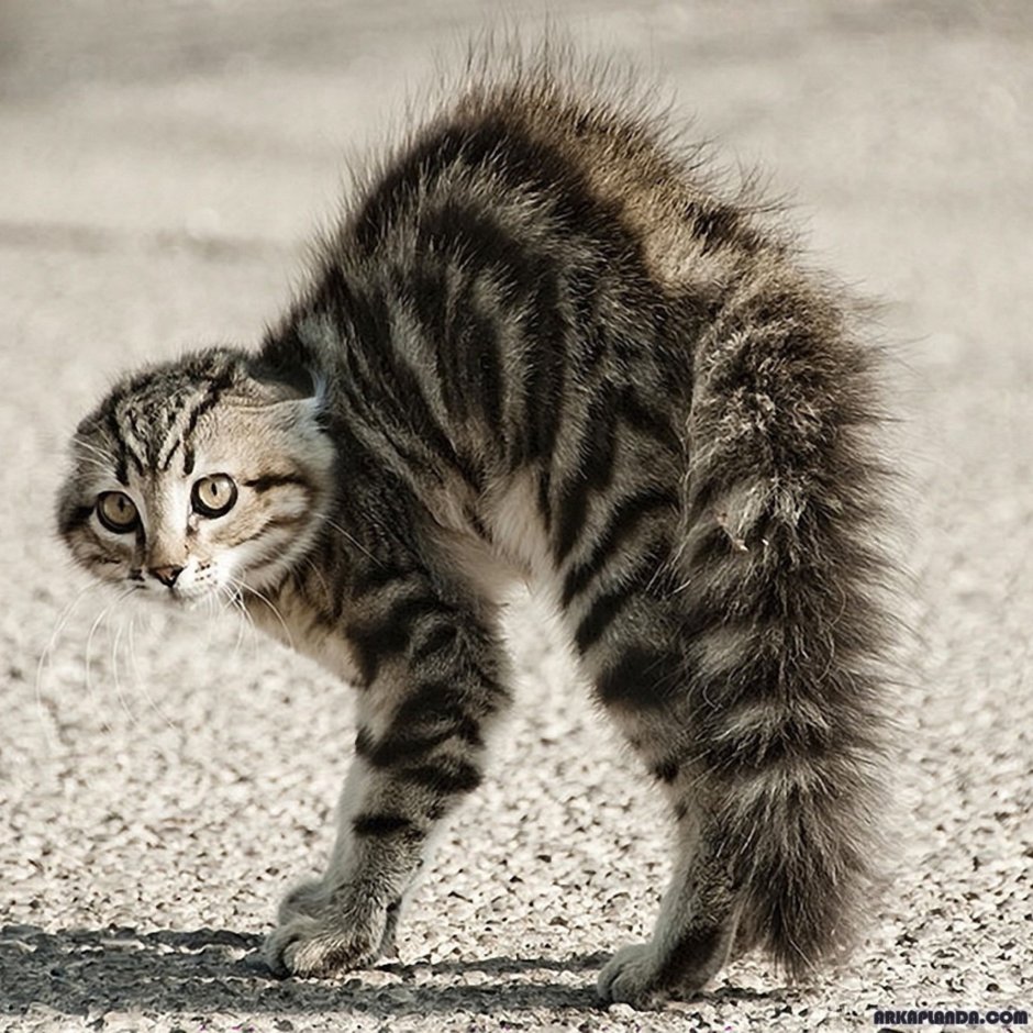 Шерсть дыбом