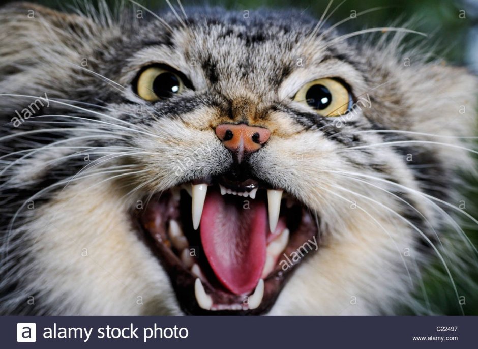 Яростный Манул