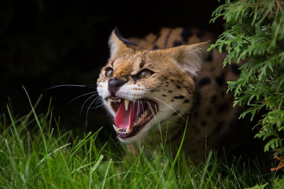 Сервал злой