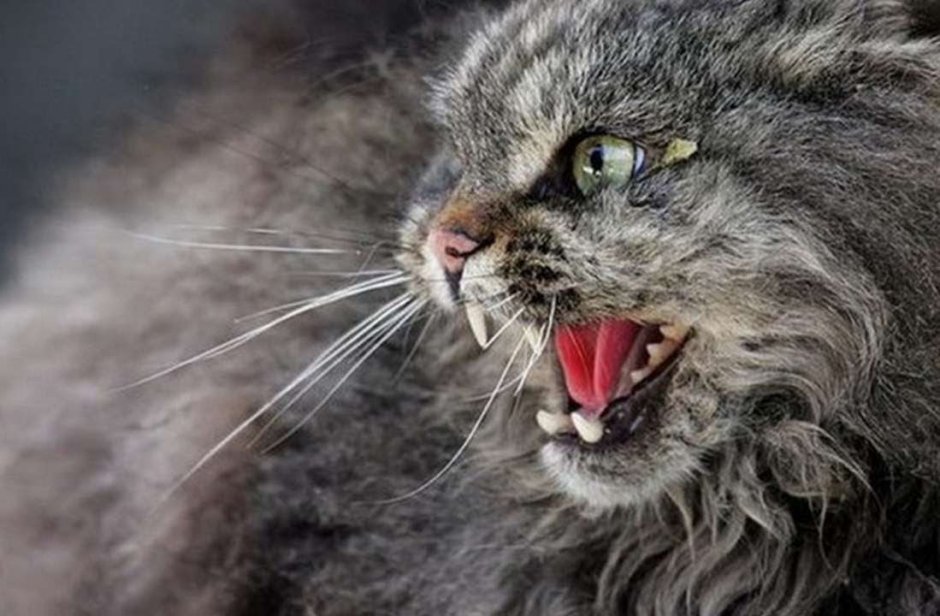 Разъяренный кот