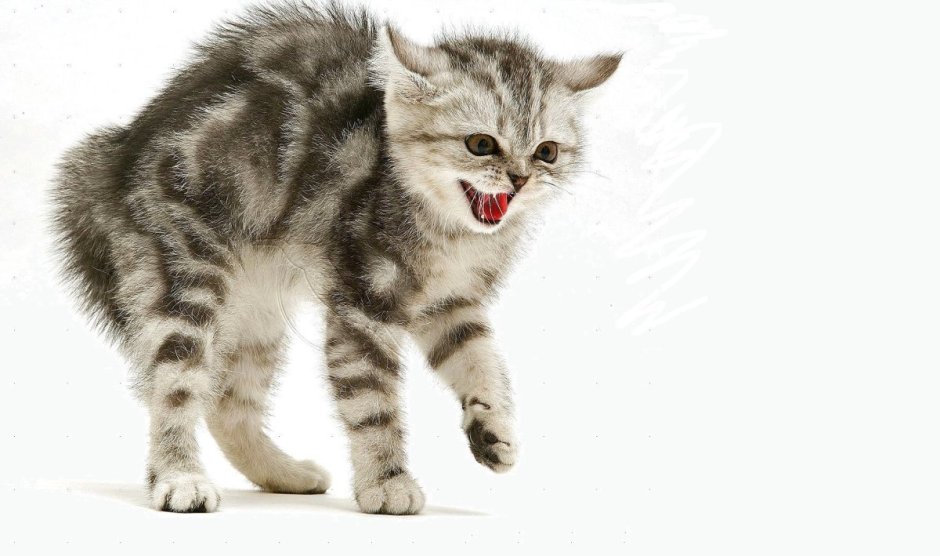 Шипящий котенок