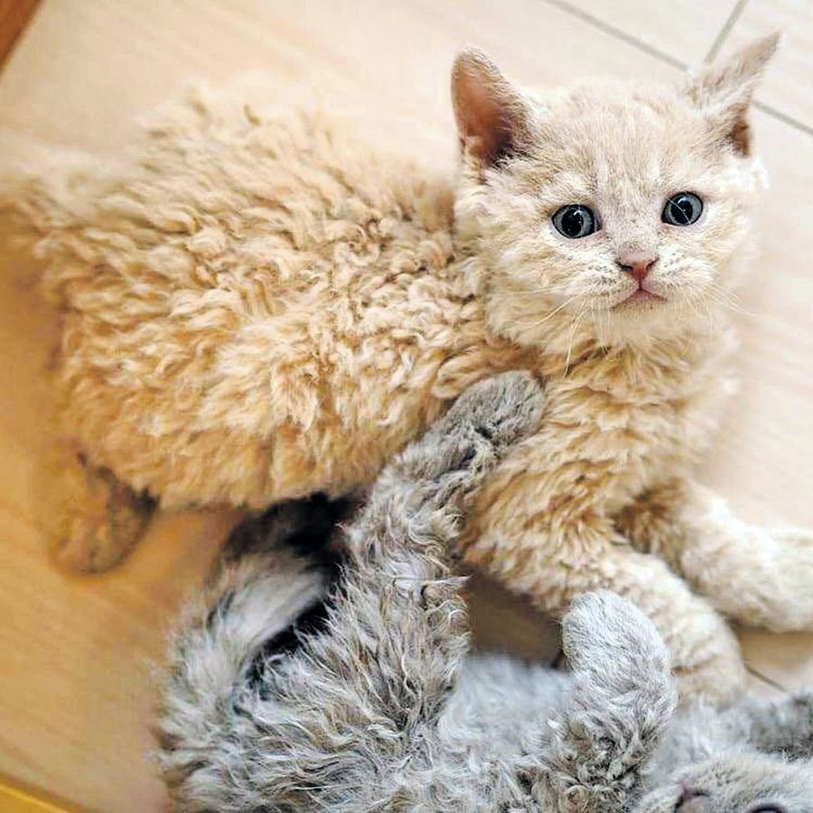 Кот Селкирк рекс