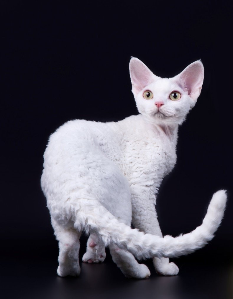 Корниш рекс