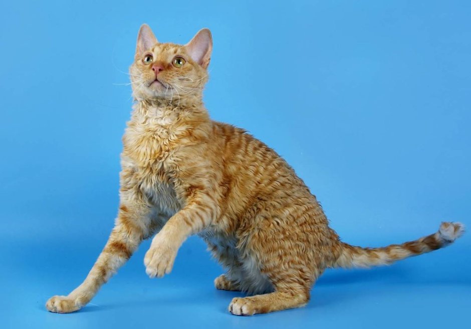 Селкирк-рекс Манчкин