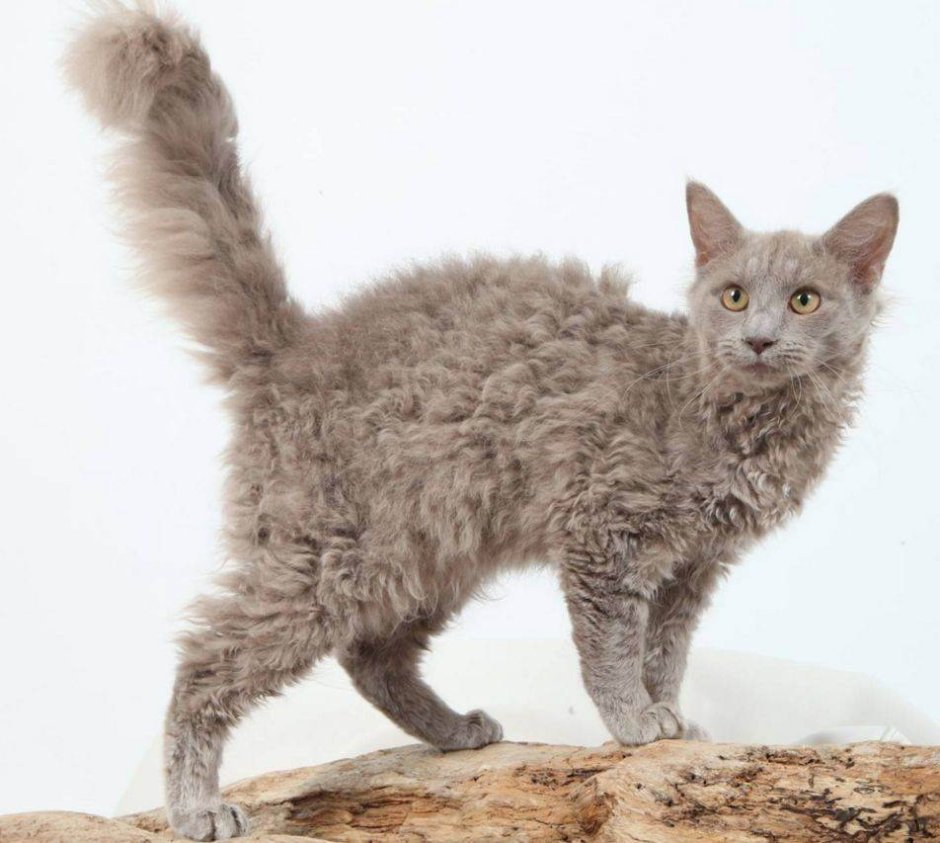 Селкирк рекс кудрявый