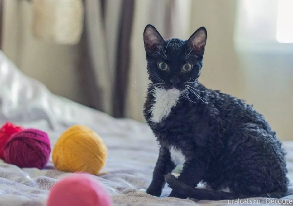 Кошка скрещенная кудрявая