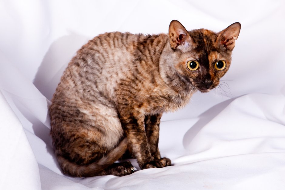 Сфинкс Селкирк рекс