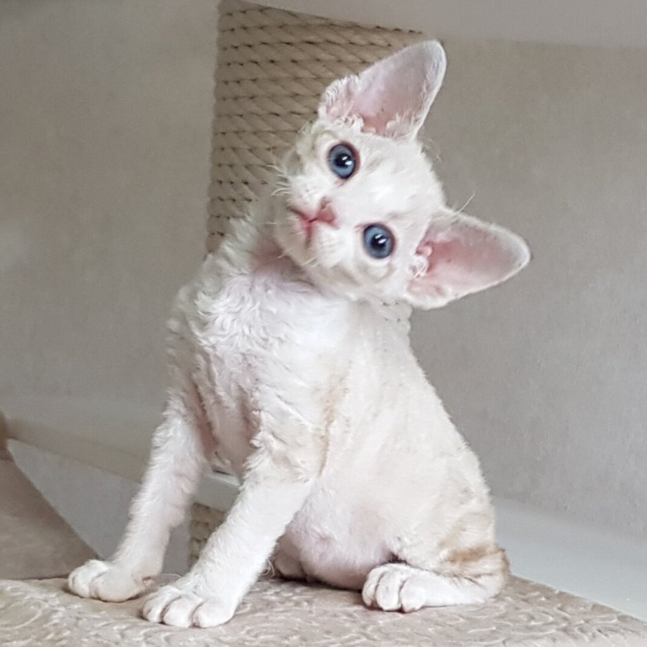 Девон рекс кошка