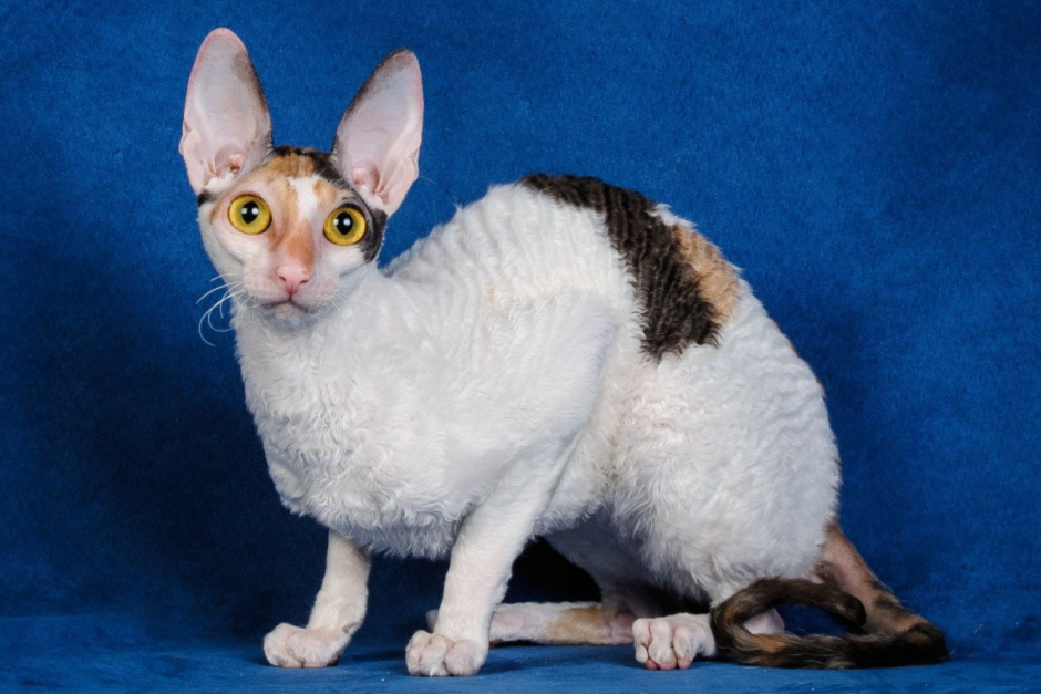 Кошка Овечка Селкирк рекс