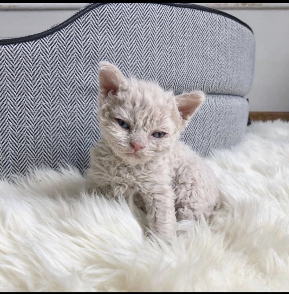 Уральский рекс кошка