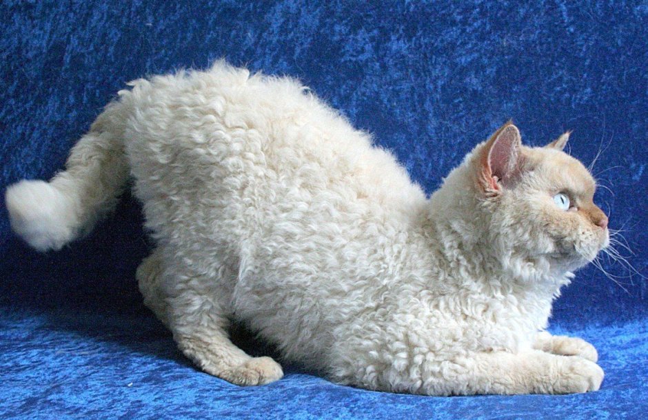 Кот Селкирк рекс