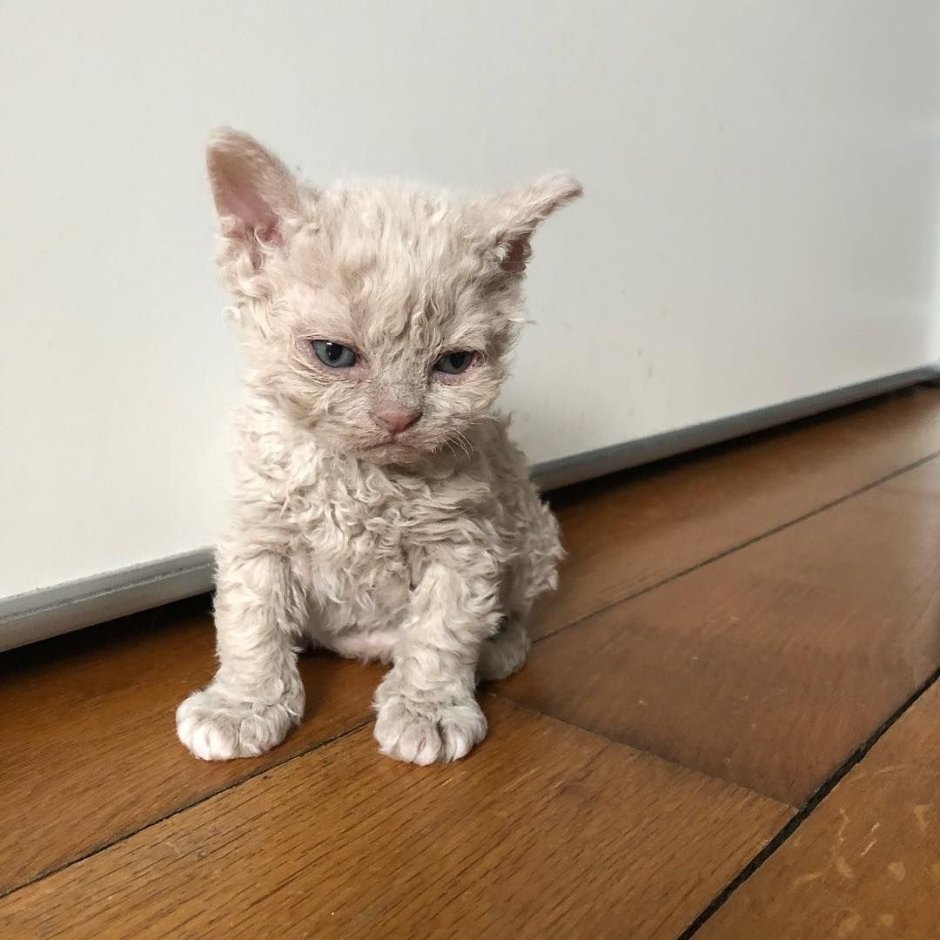 Богемский рекс кошка