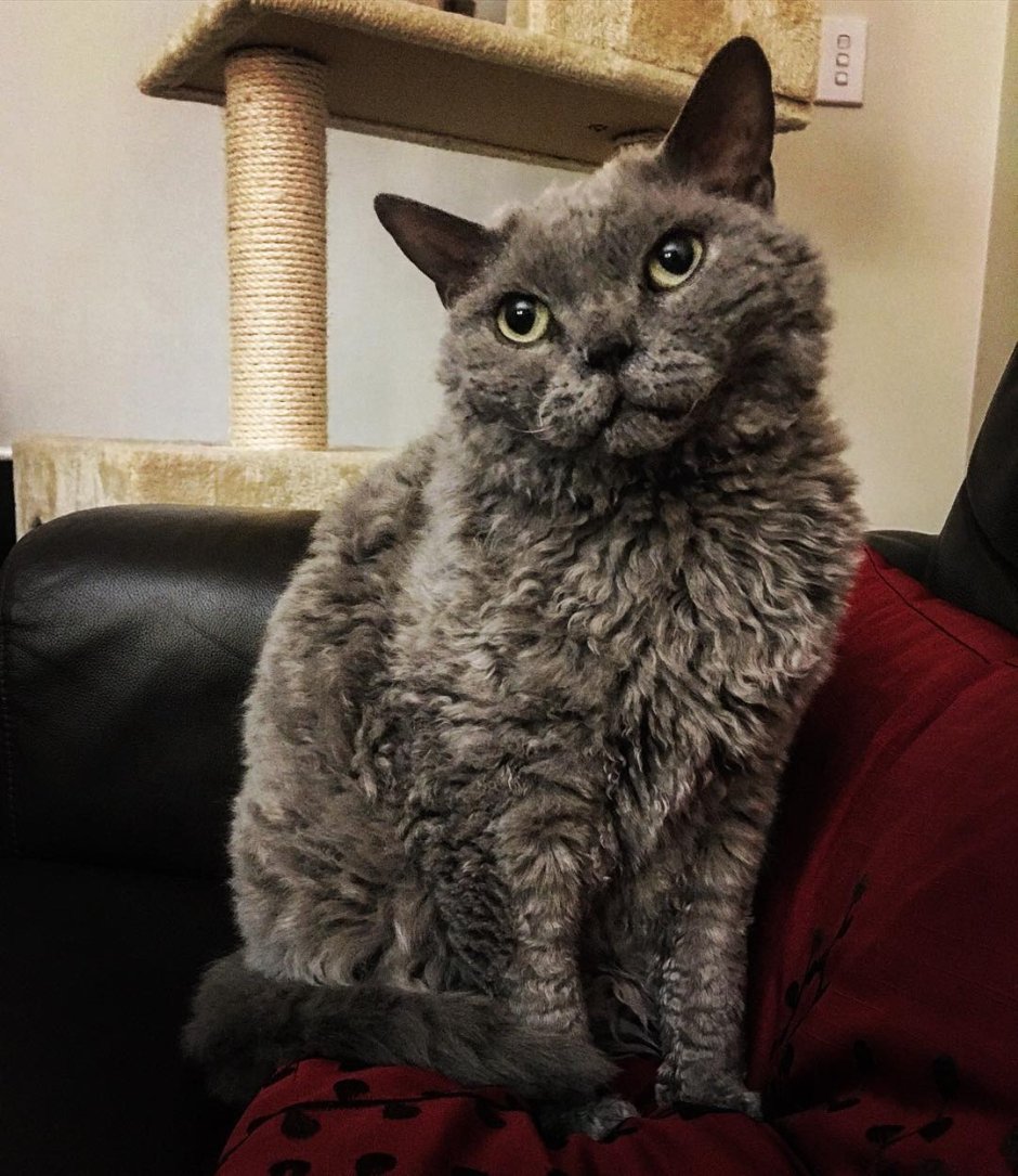 Уральский Корниш рекс