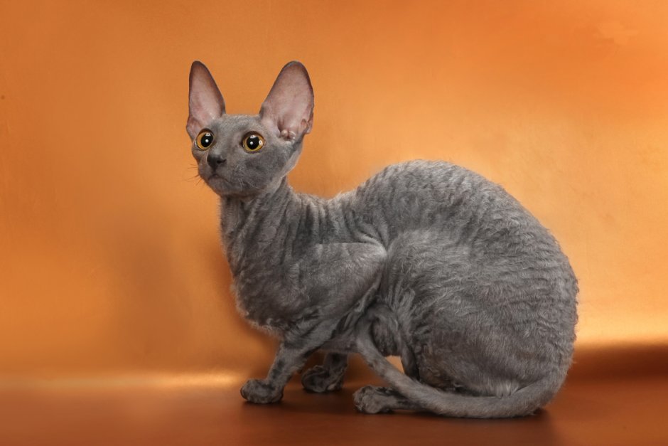 Уральский рекс длинношёрстный