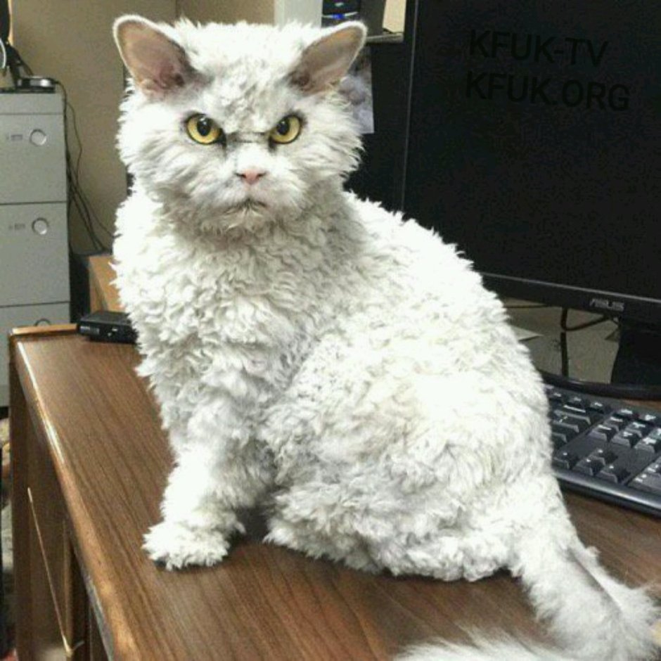 Селкирк рекс котята