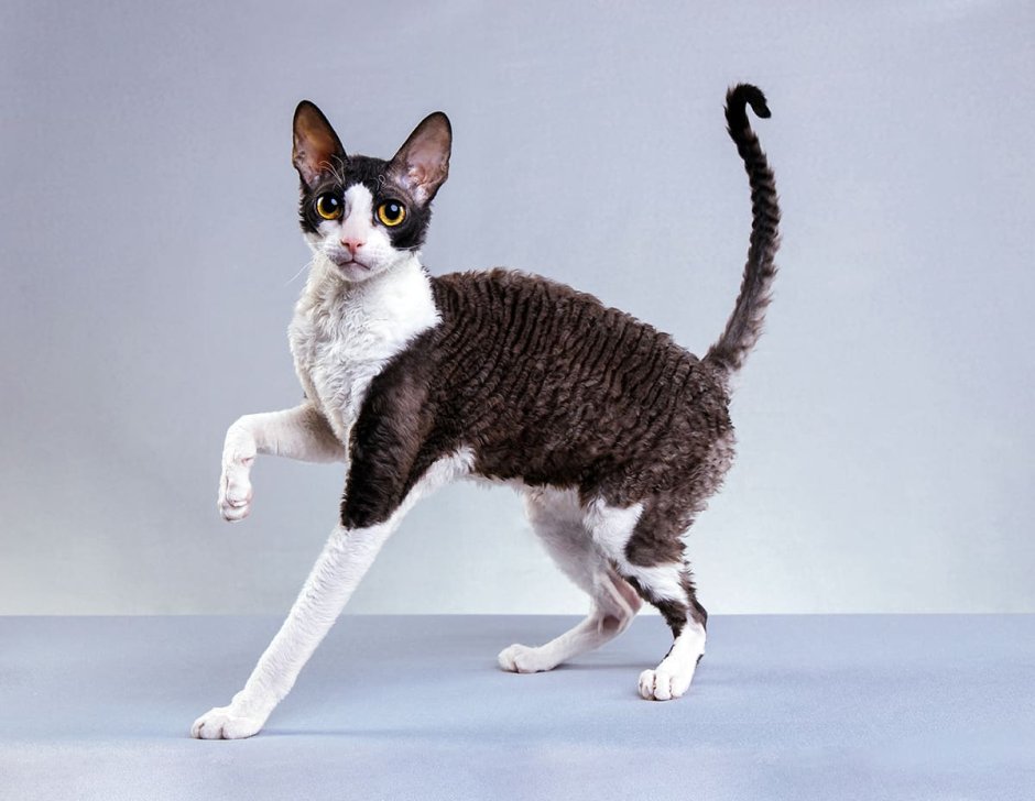 Селкирк рекс кудрявый