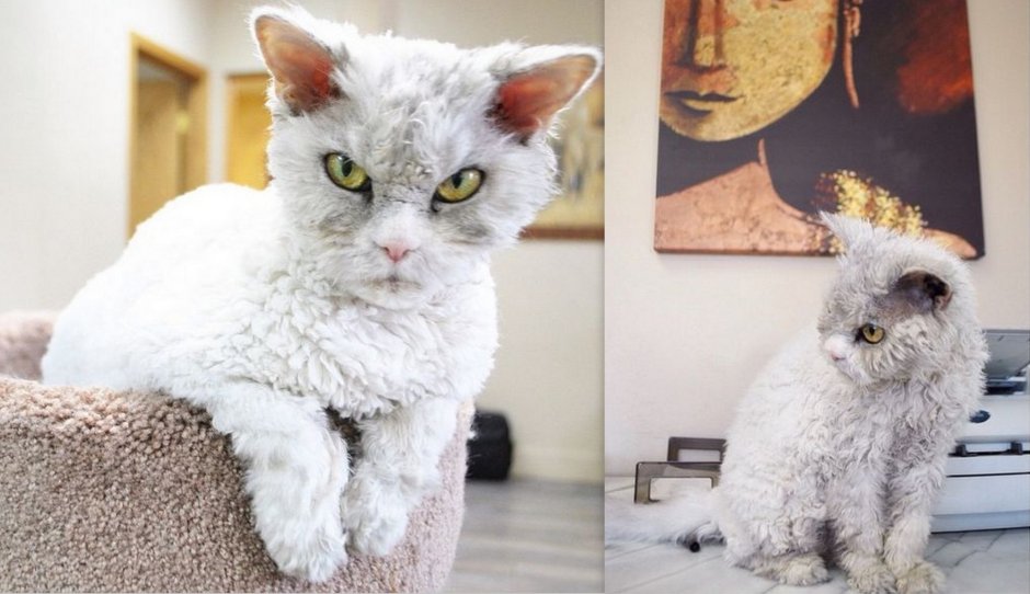 Кошка Силкин рекс