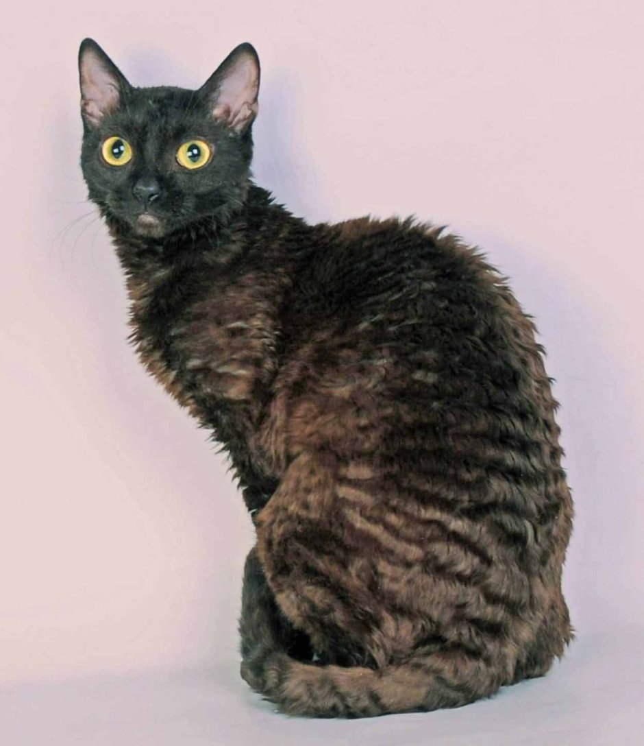 Кучерявый Уральский рекс