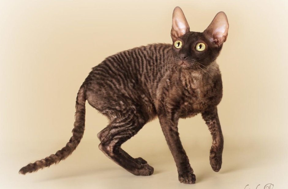 Милые кудрявые котики