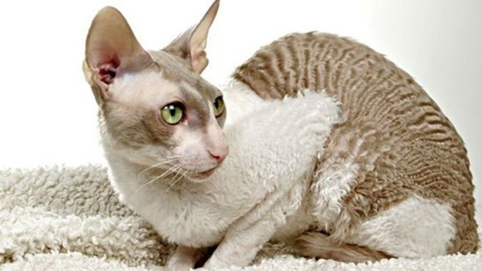 Девон рекс белый
