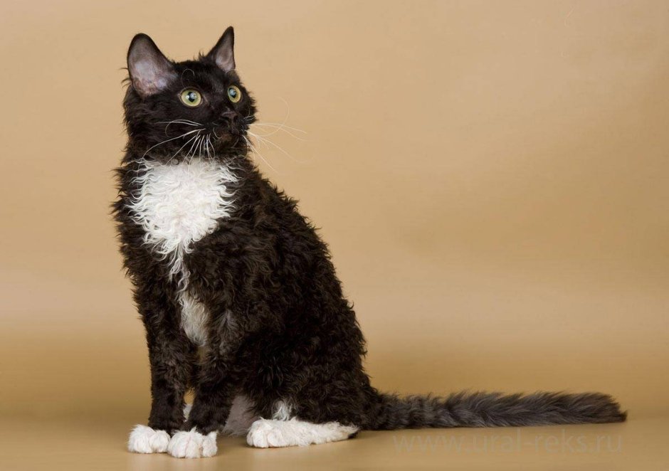 Селкирк рекс