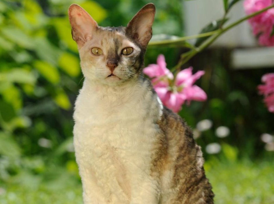 Кот Селкирк рекс