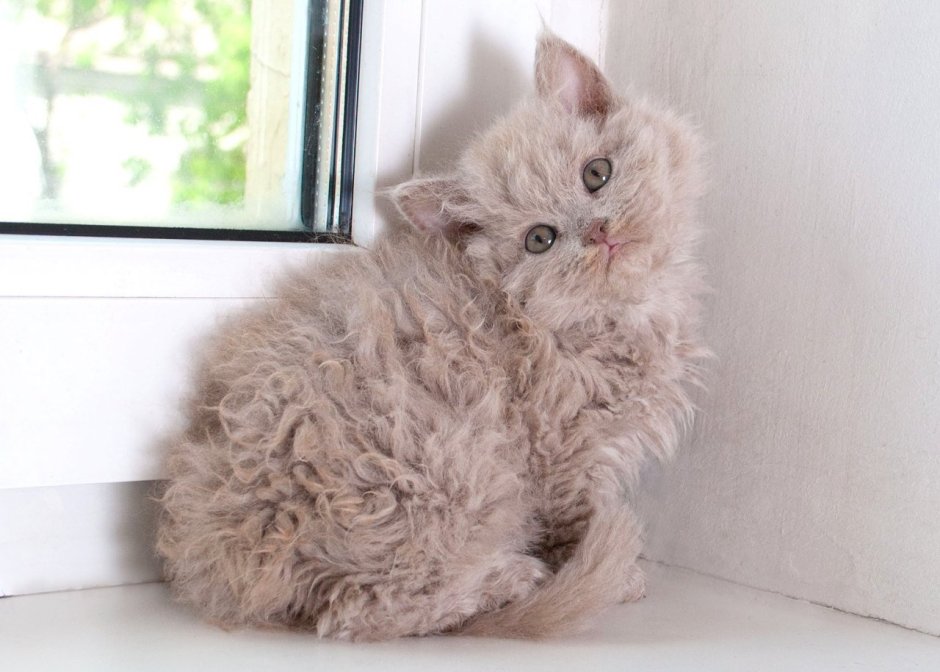 Кудрявая кошка короткошерстная