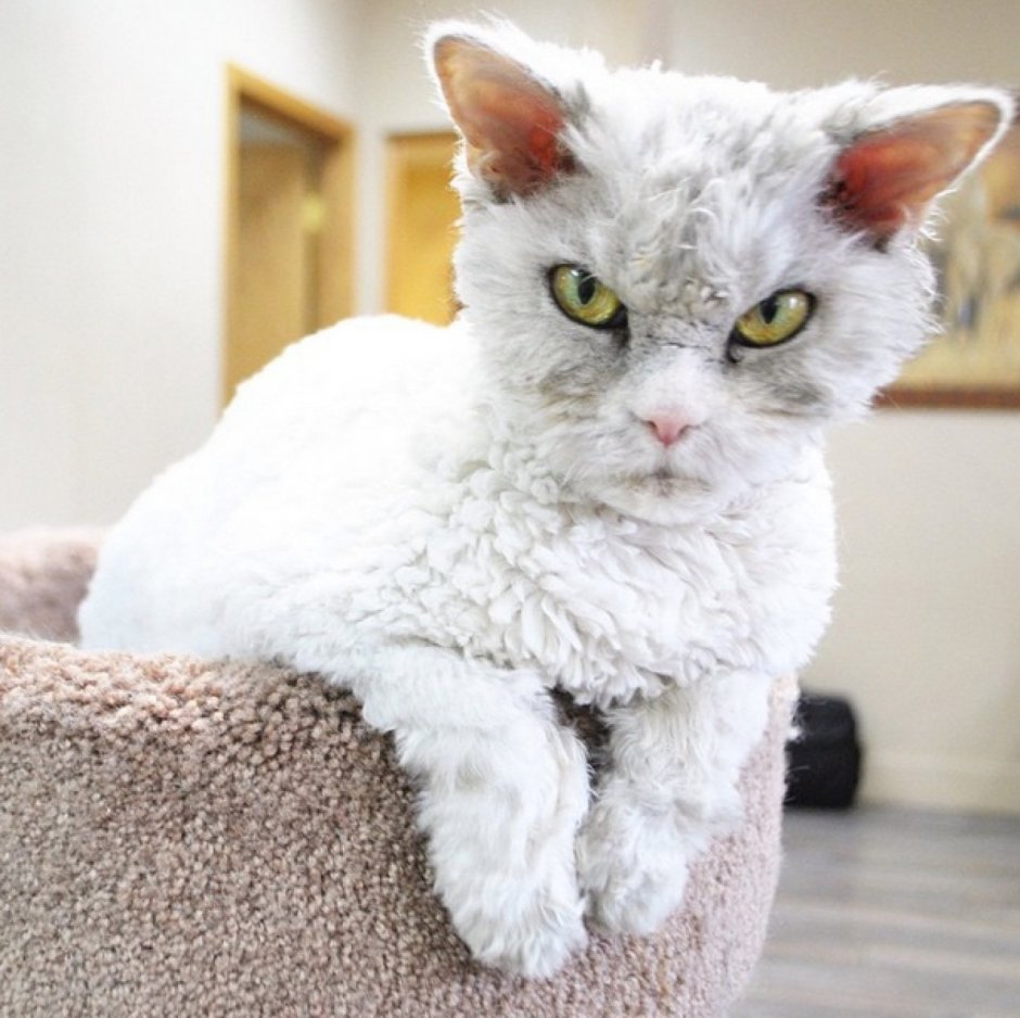 Кот порода Корниш рекс