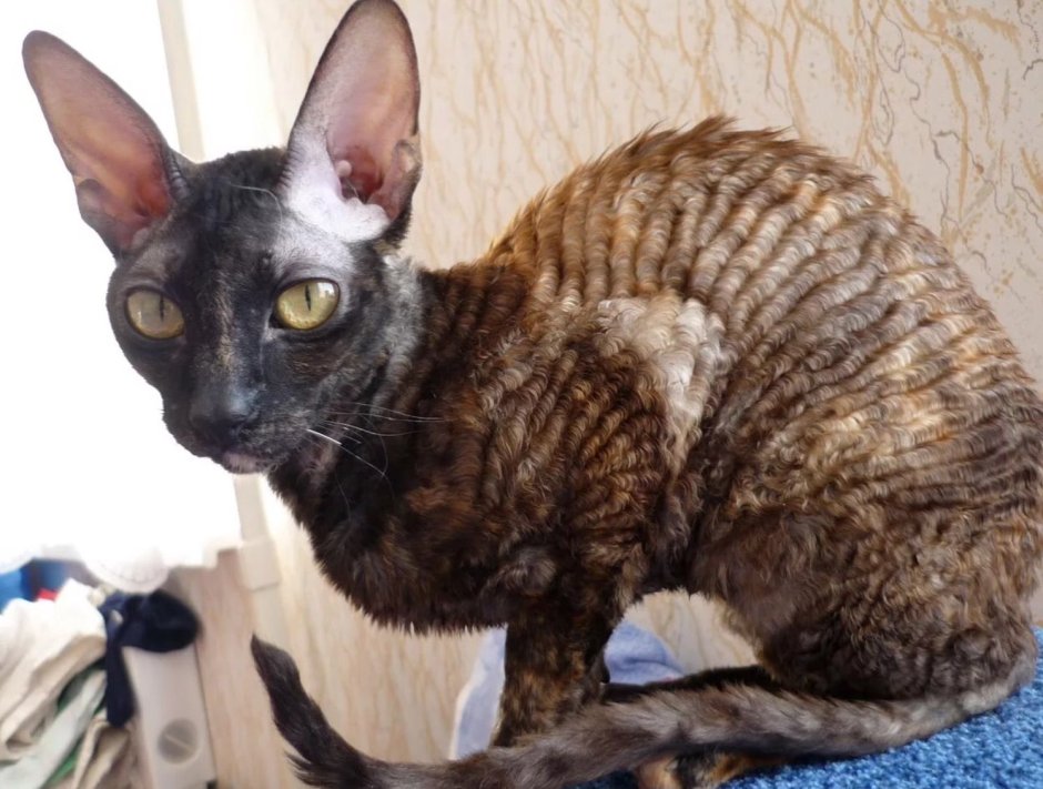 Уральский рекс кошка