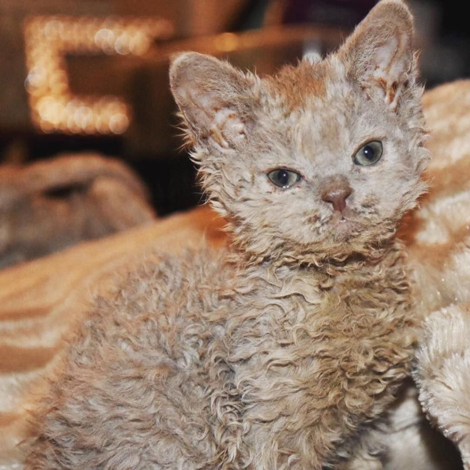 Кот Уральский рекс Ориентал