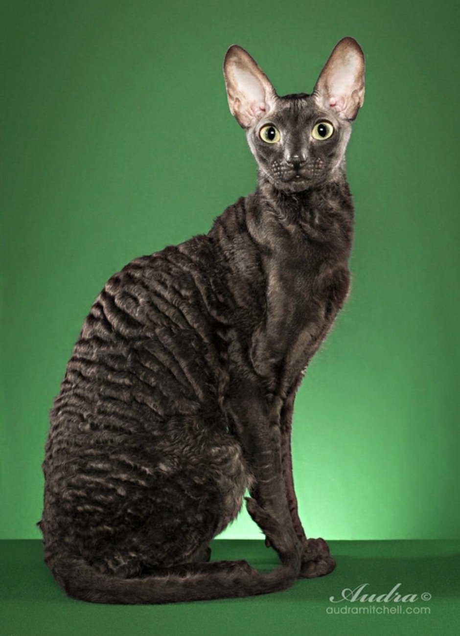 Селкирк рекс длинношерстный