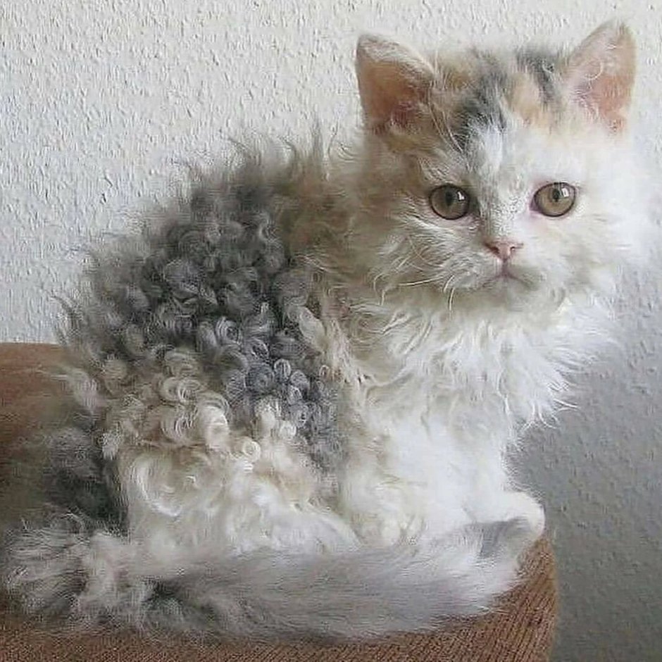 Уральский рекс рыжий