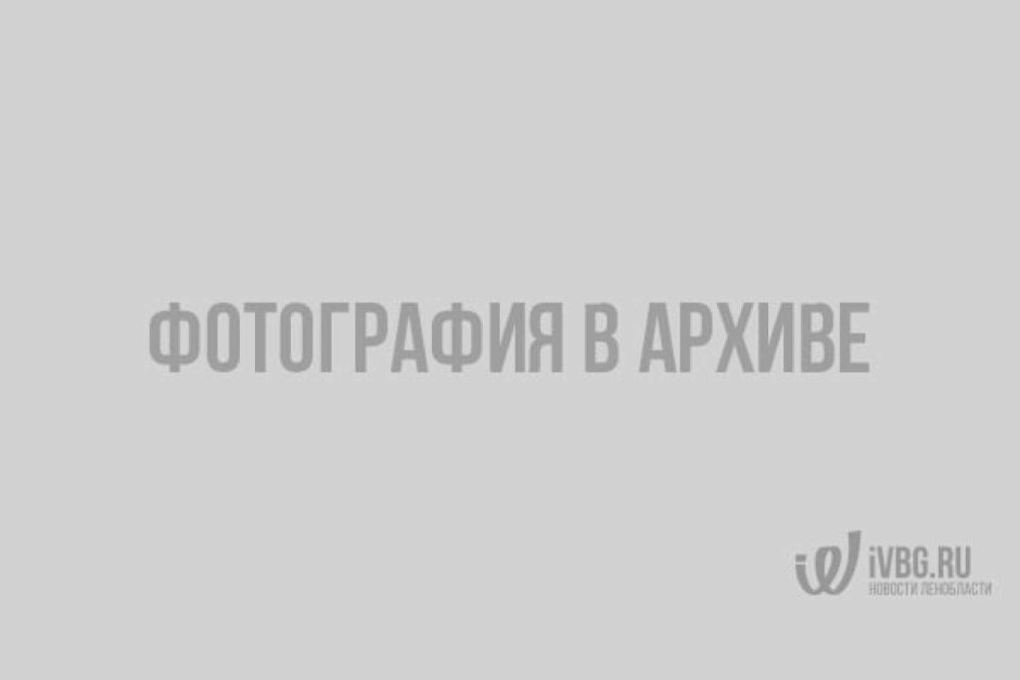 Свиязь утка птицы