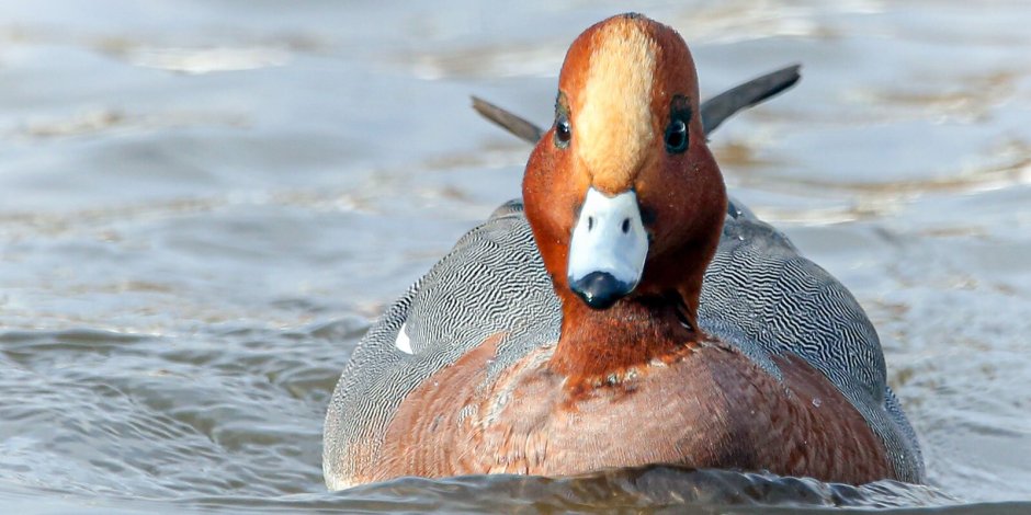 Spring Season Series Eurasian Widgeon Devoys