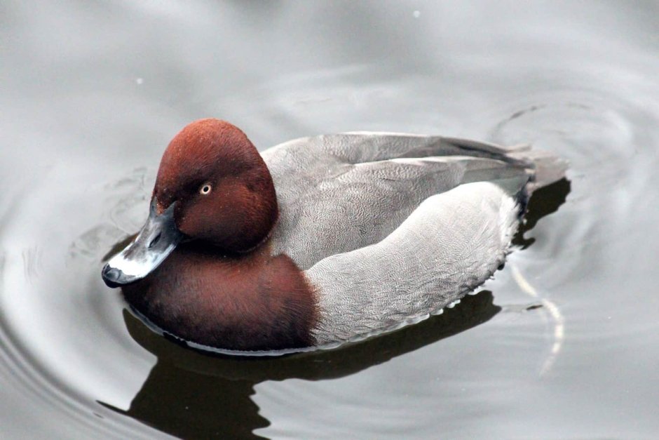 Abush Wigeon