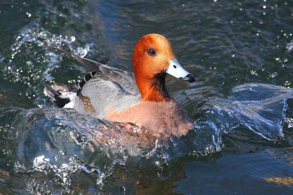 Свиязь Северная