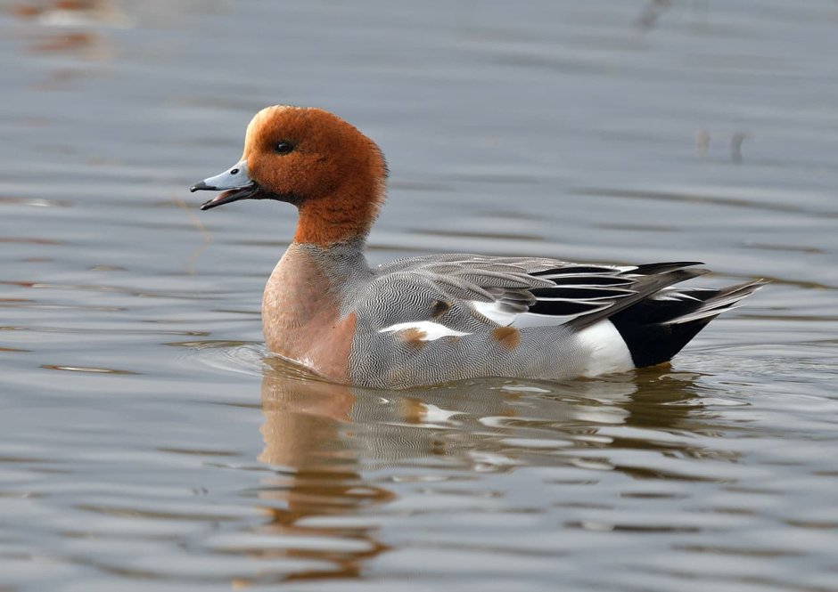 Ibisu Wigeon