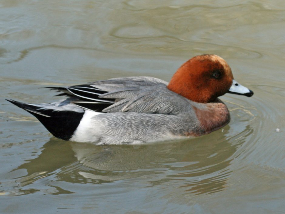 Чучела свиязи avian-x Topflight Eurasian Wigeon