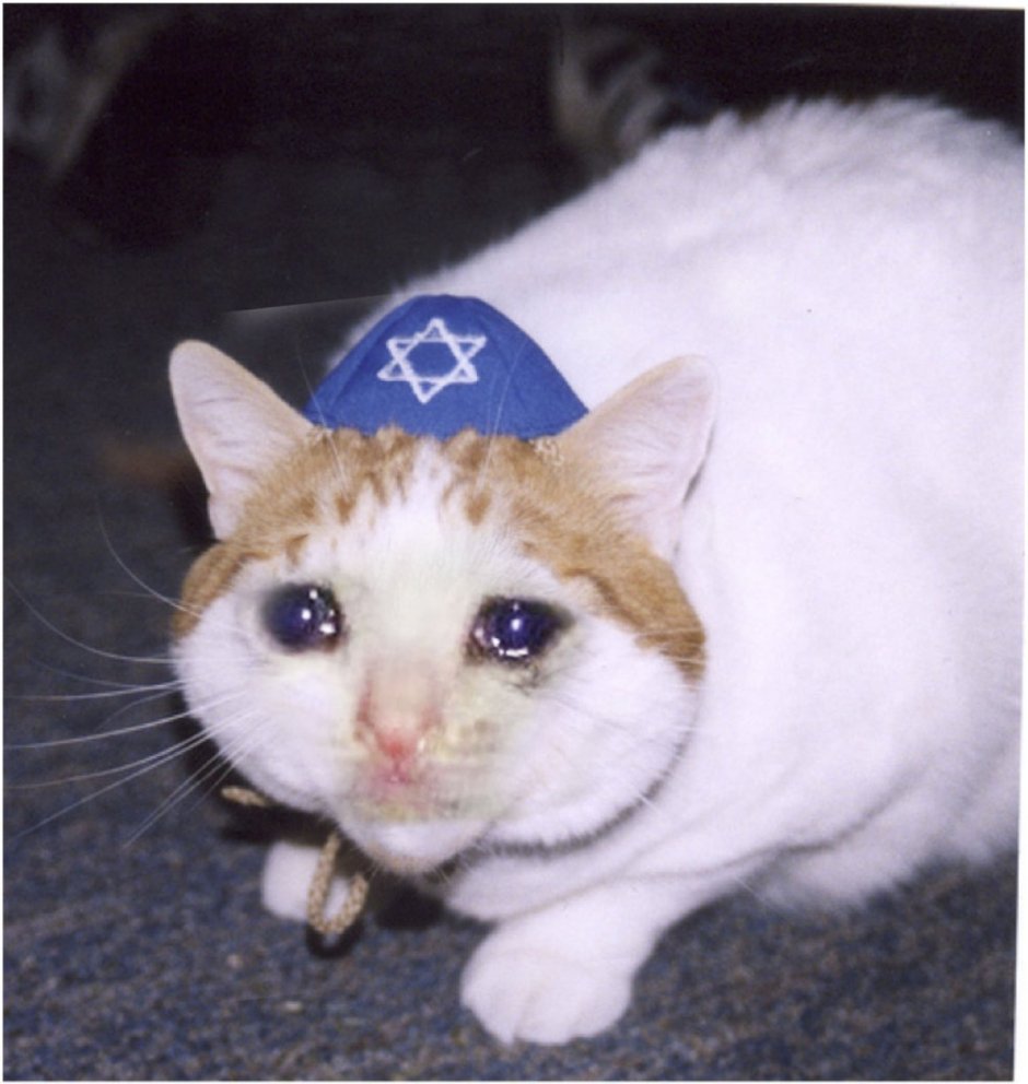 Котик еврей