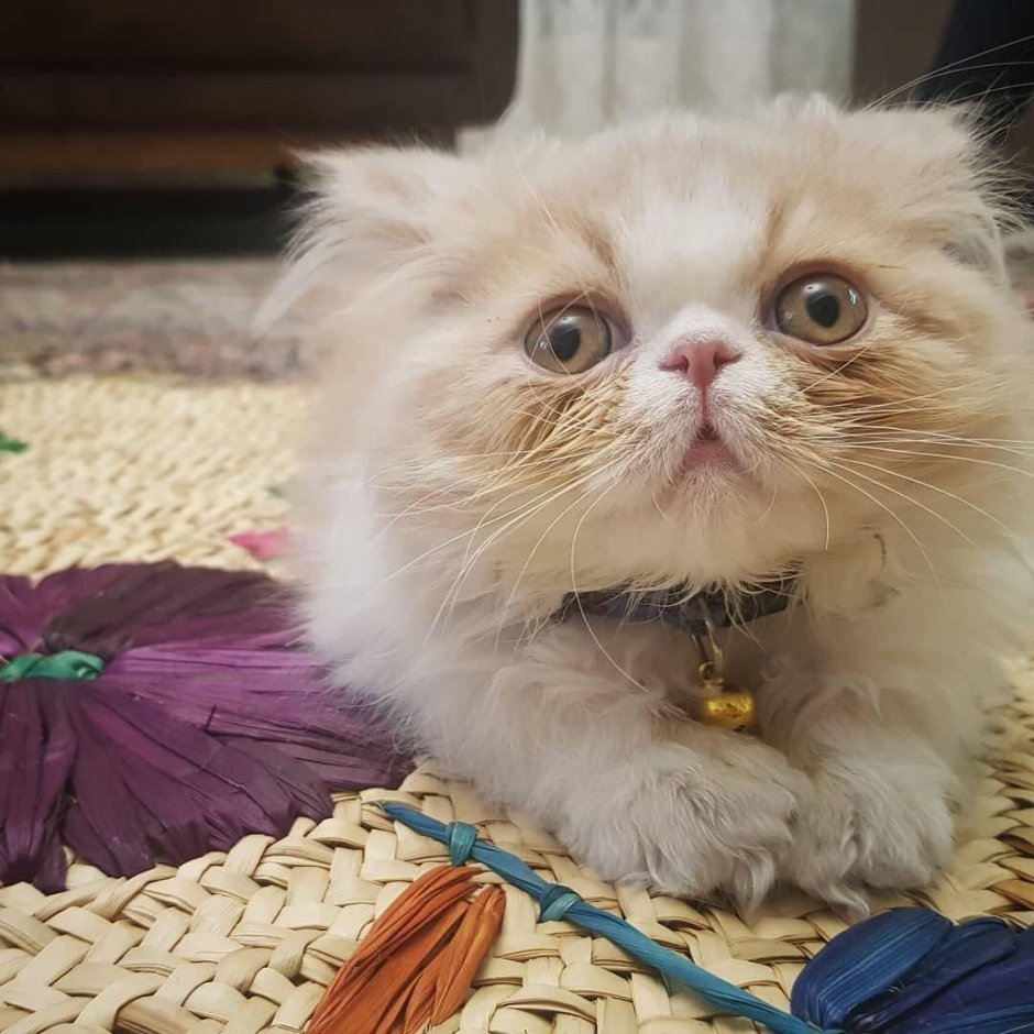Девушка с двумя котами
