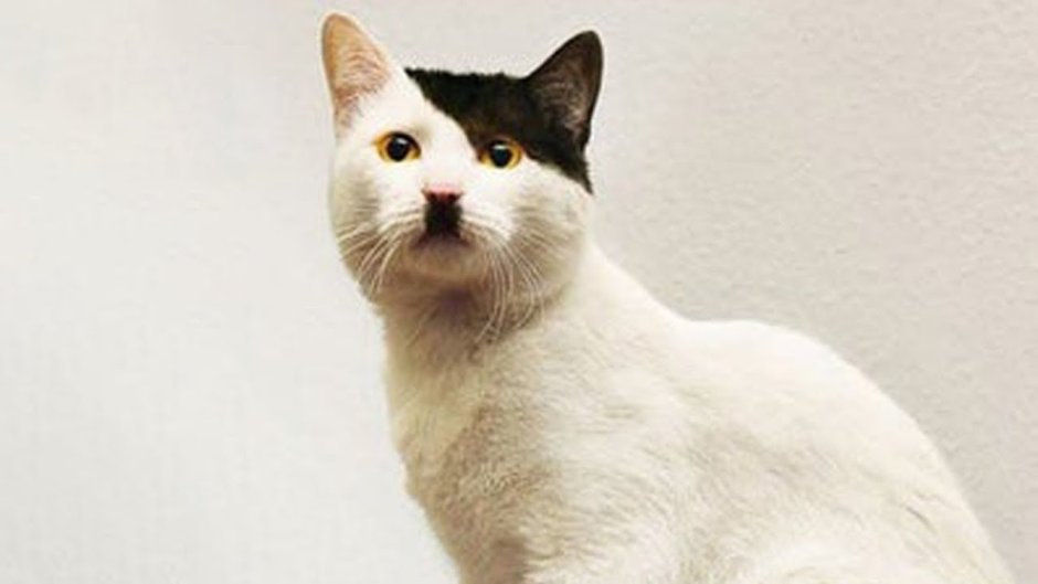 Еврейский кот