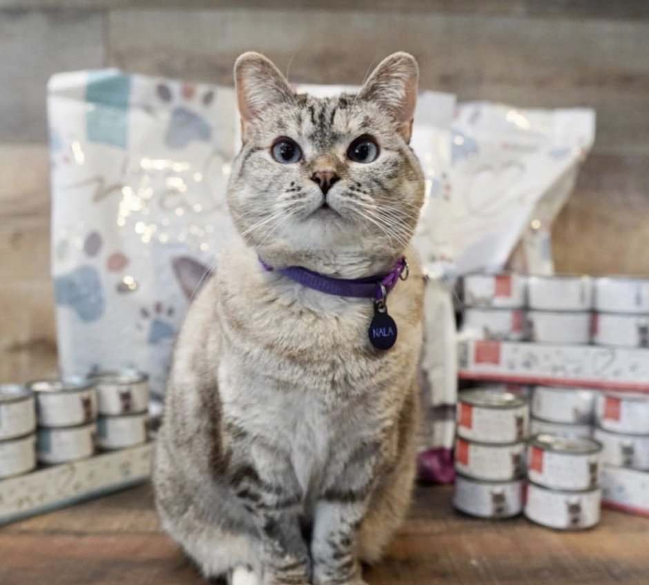 Famous Kitten