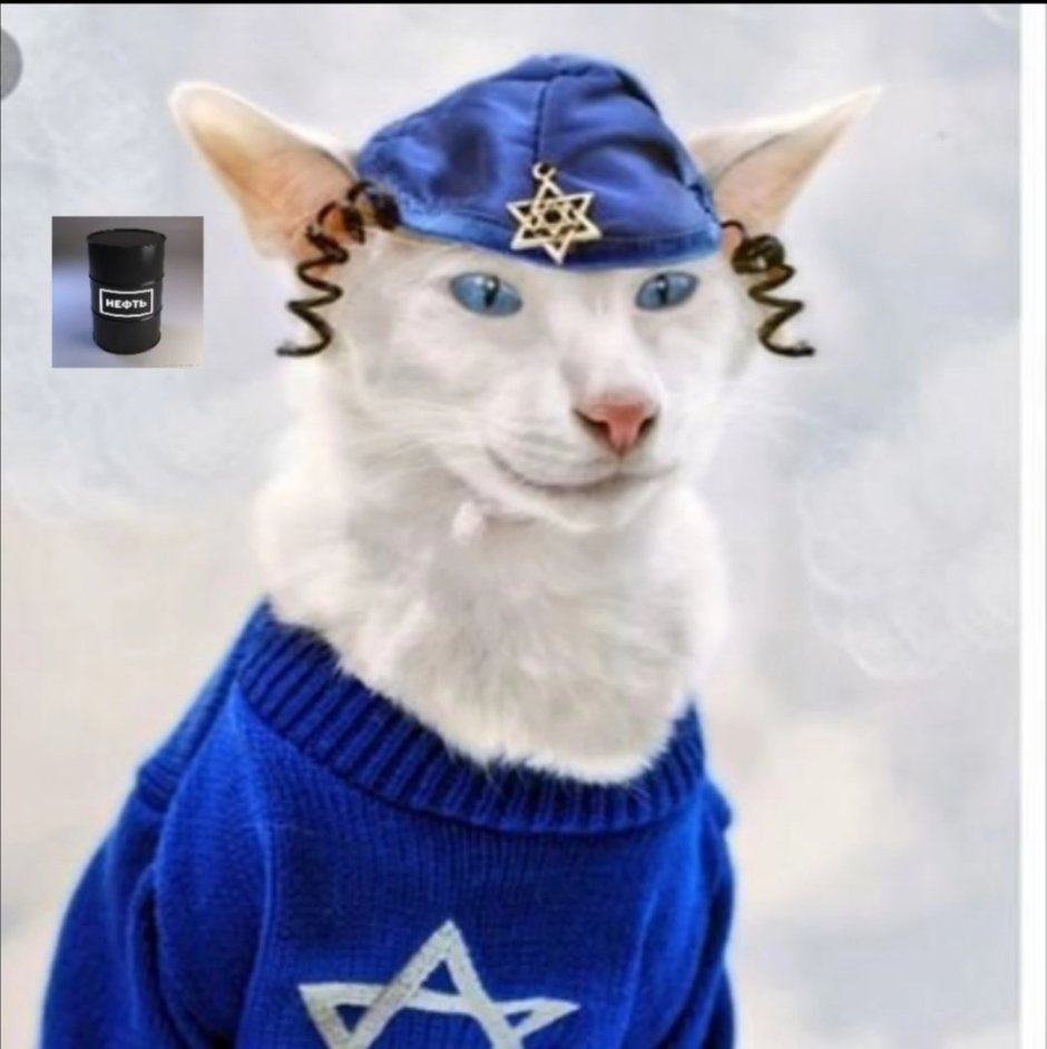 Коты евреи